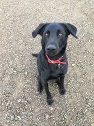 Adorable silver & charcoal lab puppies for sale red deer 30/10/2020. Pictures Of Drifter A Labrador Retriever For Adoption In The Dalles Or Who Needs A Loving Home Labrador Retriever Cat Today Most Beautiful Dog Breeds
