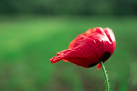 Maybe you would like to learn more about one of these? Peristiwa Dalam Cerita Bunga Paling Berharga Belajar Mandiri Yuk