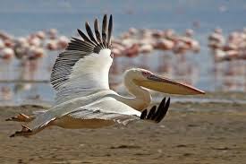 Creepy Bird With Big Mouth 10 Creepy And Funny Looking Birds In The World Pelican Photos Pelican Bird Large Animals