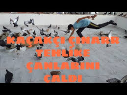 Kafesinden Kacan Muhabbet Kusu Icin Seferber Olduk Youtube