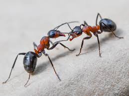 Die braunschwarze rossameise (camponotus ligniperda), ist eine ameisenart aus der gattung der rossameisen (camponotus). Insekten Und Spinnentiere Ameisen Ameisen Insekten Und Spinnentiere Natur Planet Wissen
