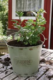 Das Kleine Krautergarten 1x1 Garten Fraulein Der Garten Blog Pflanzen Gemusegarten Tipps Gemuse Anpflanzen