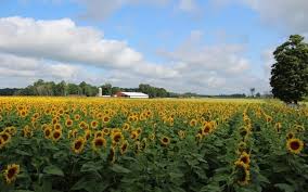 Sunflower field locations near me. Sunflower Fields In Michigan 18 Fairytale Fields To Explore Plus Sunflower Mazes Sunflower Festivals Grkids Com