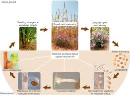 Image result for Striga aspera