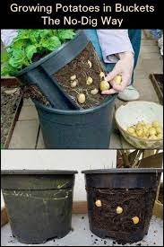 Grow Potatoes In Buckets The No Dig Way Growing Potatoes Container Gardening Vegetables Container Gardening Flowers