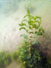 Image result for Potamogeton richardii
