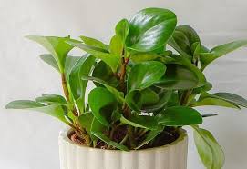 And, the best time to do so is during the springtime. Baby Rubber Plant How To Care For The Peperomia Obtusifolia