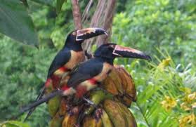 Costa Rica Birding Tour Arenal Costa Rica Costa Rica Tour Tours Arenal Costa Rica