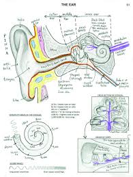 It started on saturday and burnt for four days, until thursday. Mapping The Body With Art Module 4 Organs Ellen Mchenry S Basement Workshop