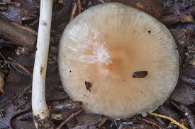 Image result for Marasmius opacus