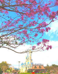And i'd guess it's still got a few days worth of blooms. The Flowering Yellow And Pink Trees At Walt Disney World Kim And Carrie