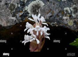 Image result for Satyrium sphaeranthum