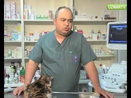 Kedilerde Apse Tedavisi Nasil Yapilir Youtube