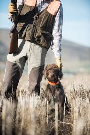 This dog has been popular as far back as the 16th century when it was bred down from a standard poodle, probably in france, to become a companion for wealthy aristocrats. The Versatile Pudelpointer Covey Rise Magazine