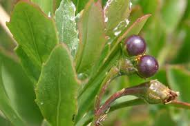 Image result for Chrysanthemoides monilifera