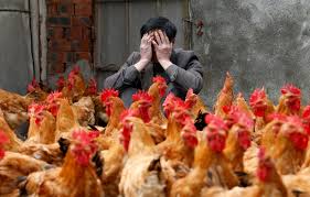 2 monitoring for symptoms of avian influenza. Experts Are Worried About China Bird Flu H7n9 Business Insider