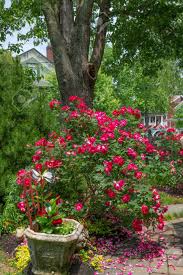 Maybe you would like to learn more about one of these? Red Knockout Roses In This Backyard Garden In Central New Jersey Stock Photo Picture And Royalty Free Image Image 103323198