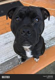 Dont wait and miss your chance at one of the…. Close Up Of Dogs Face From Above Cute Dog Portrait Black And White Friendly Young Staffy Puppy Ma Image Stock Photo 258034099