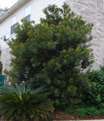 Little emperor ® dwarf japanese blueberry tree was selected for compact size and attractive dense evergreen foliage. Elaeocarpus Decipiens Japanese Blueberry Shrub From Mortellaros
