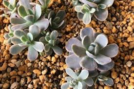 多肉植物の増やし方 葉挿しと挿し木は違うの 株分けの方法は Horti ホルティ By Greensnap