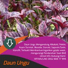 Obat ini bisa meningkatkan risiko pendarahan ketika proses persalinan. Obat Wasir Herbal Untuk Ibu Hamil Kumparan Com