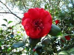 Growing Camellias How To Propagate Camellias Camellia Plant Flowers Flower Farm