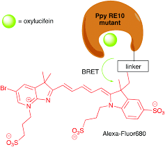 Proteins are one of the most important and resourceful biomolecules that find applications in health, industry, medicine, research, and biotechnology. Applications Of Bioluminescence In Biotechnology And Beyond Chemical Society Reviews Rsc Publishing