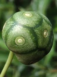 Image result for Morinda angolensis