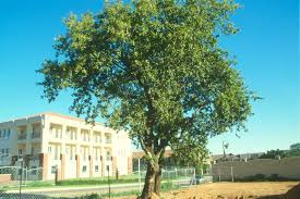 Image result for Pappea capensis