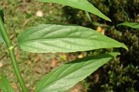 This is your starter site, a single page online storefront. Clinacanthus Nutans Alchetron The Free Social Encyclopedia