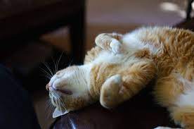 Maybe you would like to learn more about one of these? Tips Merawat Bulu Kucing Agar Tidak Rontok Dengan Cara Yang Mudah Semua Halaman Kids
