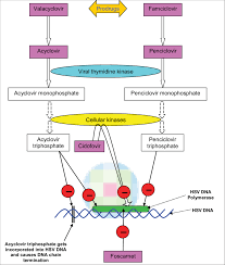 Major Mechanisms Of Action Of Anti Herpes Simplex Virus Antiviral Drugs Download Scientific Diagram