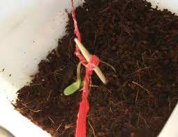Image result for tomato seedling damping off