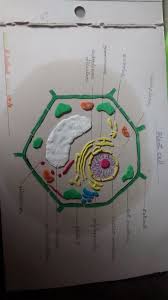 Check spelling or type a new query. How To Make A Plant Cell With Clay