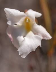 Image result for Harveya