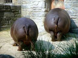 Hippo butts | Hippo Butts | Elliot | Flickr