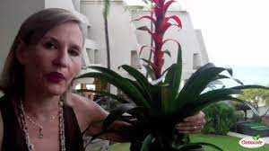 We did not find results for: How To Care For Bromeliads Youtube