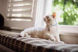 When we see our cats doing anything compulsively we naturally assume that this is a problem associated with for example, you might see cats pulling hair out of both their back legs or pulling hair out on both sides. Matted Cat Fur Knowing The Causes And Prevention Petco