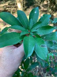 Image result for Cola greenwayi