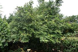 This fast grower will push clumps of small, pink flowers before fruiting in the warmer months. Starfruit Carambola Diseases And Pests Description Uses Propagation