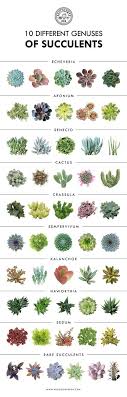 10 Different Genuses Of Succulents Succulents Echeveria Sedum Cactus Kalanchoe Aeonium Sene Suculentas Ideias De Jardinagem Jardim De Plantas Suculentas