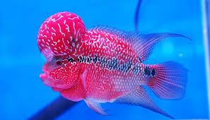 Cara ternak ikan louhan di akuarium untuk pemula. Mencerahkan Warna Ikan Louhan Teknik Tani Ikan