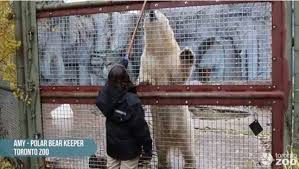 The polar bear at the toronto zoo meets the onset of spring. Toronto Zoo Press Releases