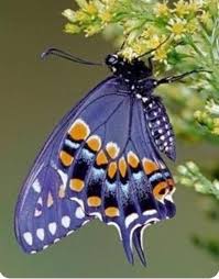 Beautiful Black And Purple Butterfly Butterfly Beautiful Butterflies Purple Butterfly Butterfly Effect