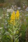 Image result for Where to plant showy goldenrod?