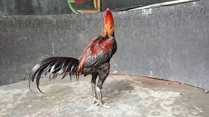 Jumat, 06 maret 2020, sabung ayam bangkok merupakan pertarungan sabung ayam yang biasanya diikuti oleh perjudian yang dilakukan tidak jauh dari arena sabung ayam. Ayam Vietnam Saigon Ganoi Pukul Drumband Youtube