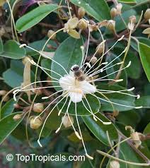 Image result for Capparis citrifolia
