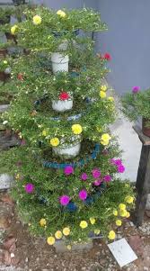 Pokok ros jepun atau nama lainnya portulaca grandiflora berasal dari negara argentina, selatan brazil dan uruguay. Contoh Idea Untuk Bunga Ros Jepun Dan Baja Bunga Organic Facebook