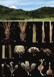 Image result for Syngonanthus longibracteatus