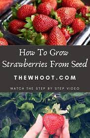 How To Grow Strawberries From Seeds Video The Whoot Growing Strawberries Growing Strawberries In Containers Growing Fruit